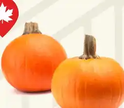 Longo's Fresh Orange or White Pie Pumpkins offer