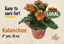Farm Boy Kalanchoe offer
