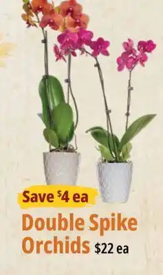 Farm Boy Double Spike Orchids offer