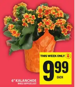 Food Basics 6 KALANCHOE offer