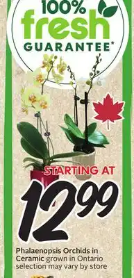 Sobeys Phalaenopsis Orchids in Ceramic offer