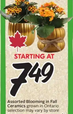 Sobeys Assorted Blooming in Fall Ceramics offer
