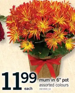 Fortinos MUM IN 6 POT offer