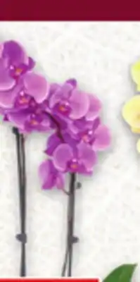 Metro ORCHIDS offer