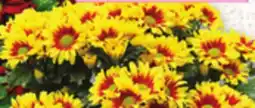 Metro CHRYSANTHEMUMS offer