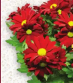 Metro CHRYSANTHEMUMS offer