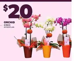 Loblaws ORCHID, 4 INCH offer