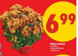 No Frills PEELE MUMS, 6 INCHES offer