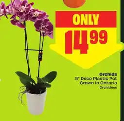 FreshCo Orchids offer