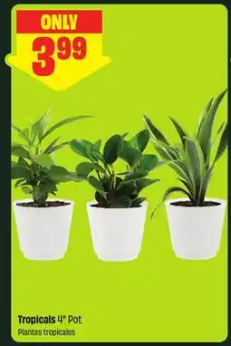 FreshCo Tropicals 4 Pot offer