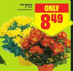 FreshCo Pot Mums 6 Pot offer