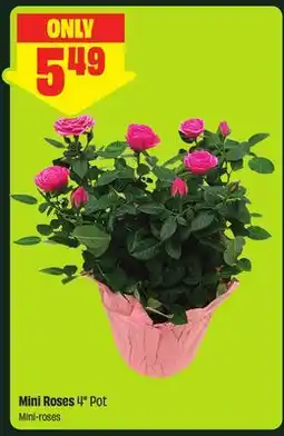 FreshCo Mini Roses 4 Pot offer