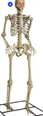 RONA LED poseable decorative skeleton 10' offer