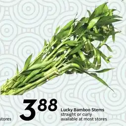 Safeway Lucky Bamboo Stems offer