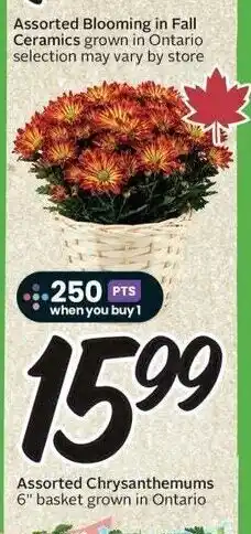 Sobeys Assorted Chrysanthemums offer