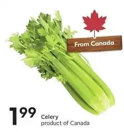 Sobeys Celery offer