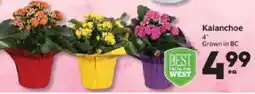 Calgary Co-op Kalanchoe offer