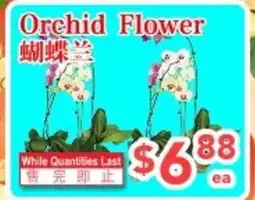C&C Supermarket Orchid Flower offer