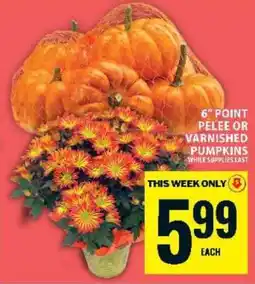 Food Basics 6 Point Pelee or Varnished Pumpkins offer