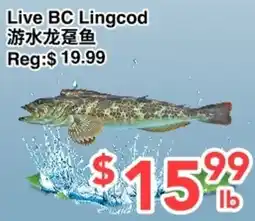 C&C Supermarket Live BC Lingcod offer