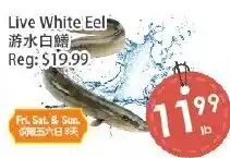 Fresh Palace Supermarket Live White Eel offer