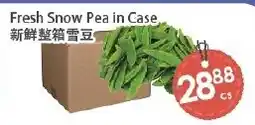 Fresh Palace Supermarket Fresh Snow Pea in Case offer