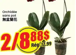 Btrust Supermarket Orchidée sans pot offer