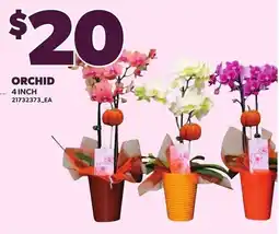 Loblaws Orchid offer