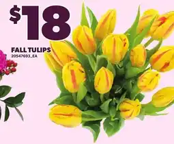 Loblaws Fall tulips offer