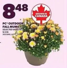 Loblaws PC outdoor fall mums offer