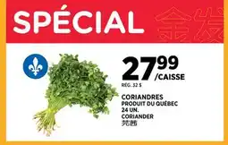 Kim Phat CORIANDER offer