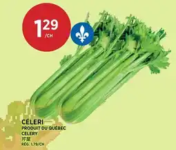 Kim Phat CELERY offer