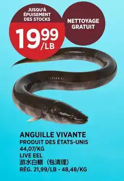 Kim Phat LIVE EEL offer