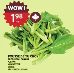 Kim Phat YU CHOY TIP offer