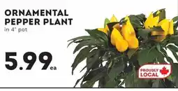 IGA Ornamental pepper plant offer