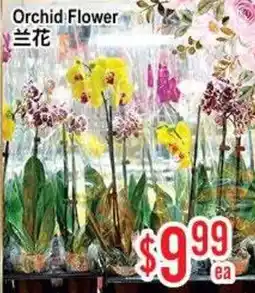 Skyland Foodmart Orchid Flower offer