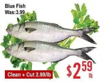 Blue Fish