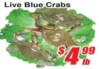 Live Blue Crabs
