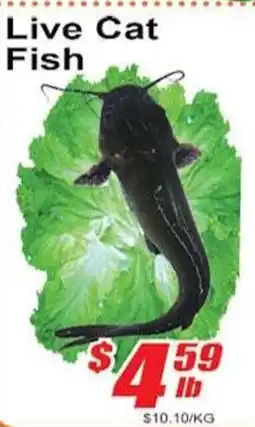 Jian Hing Supermarket Live Cat Fish offer