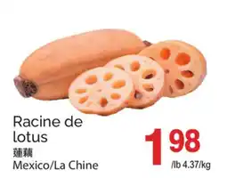 T&T Supermarket RACINE DE LOTUS offer