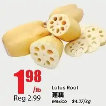 Lotus Root
