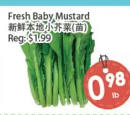 Fresh Palace Supermarket Fresh Baby Mustard offer