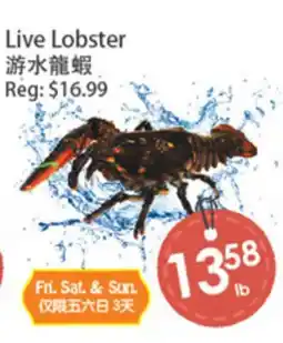Fresh Palace Supermarket Live Lobster offer