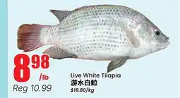 Terra Foodmart Live White Tilapia offer
