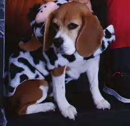 Walmart One Paw dog costume offer
