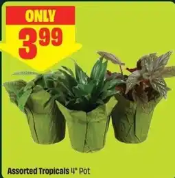 FreshCo Assorted Tropicals 4" Pot offer