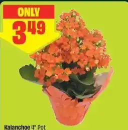 FreshCo Kalanchoe 4" Pot offer