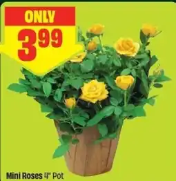 FreshCo Mini Roses 4" Pot offer