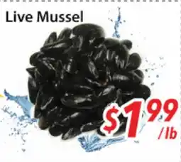 Bestco Food Mart Live Mussel offer