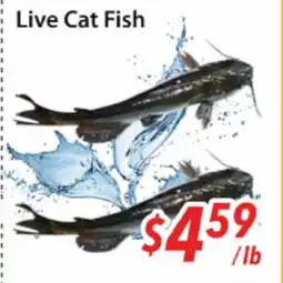 Bestco Food Mart Live Cat Fish offer